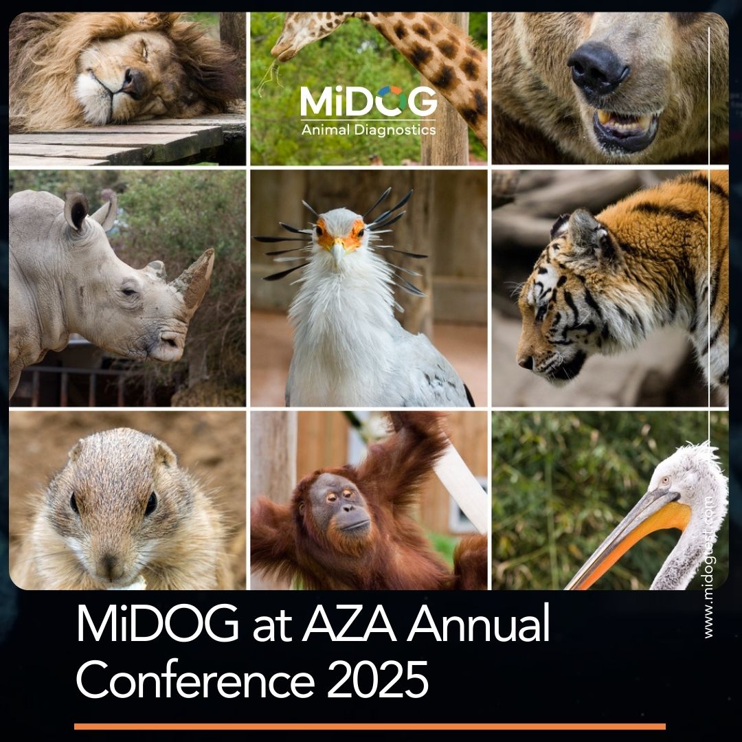 MiDOG at AZA 2025 MiDOG Animal Diagnostics at the AZA Annual Conference 2025. Collage of zoo and exotic animals including a lion, giraffe, hyena, rhino, secretary bird, tiger, prairie dog, orangutan, and pelican. MiDOG logo appears at the top with event text reading: ‘MiDOG at AZA Annual Conference 2025.’ MiDOG will exhibit precision DNA-based diagnostics for zoo, aquarium, and wildlife health.
