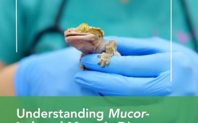 Understanding Mucor-induced Mycotic Disease in Reptiles: What Reptile Owners and Vets Need to Know About Mycotic Infections