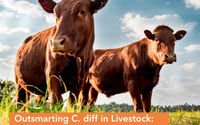 Outsmarting C. diff in Livestock: The Power of NGS Over Culture Testing