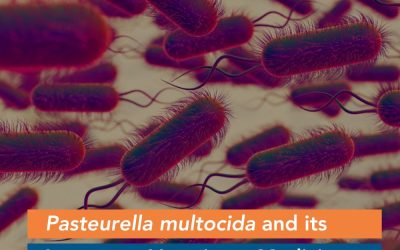 Pasteurella Multocida and its Impact on Veterinary Medicine
