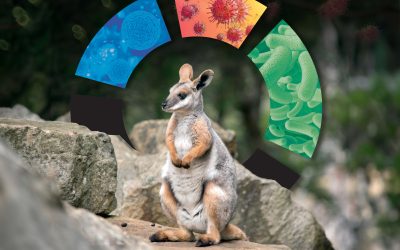 Oral Microbiome of Bennett’s (Notamacropus Rufogriseus) and Yellow-Footed (Petrogale Xanthopus) Rock Wallabies and the Impact of Intraoral Disease