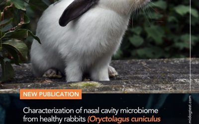 Characterization of nasal cavity microbiome from healthy rabbits (Oryctolagus cuniculus domesticus) using next-generation DNA sequencing and geographically specific bacterial and fungal differences