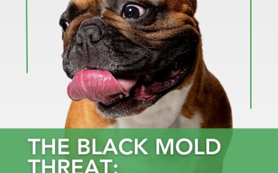 The Black Mold Threat: Protecting Pugs, Bulldogs, and Other Flat-Faced Breeds from Respiratory Infection Caused By Stachybotrys chartarum