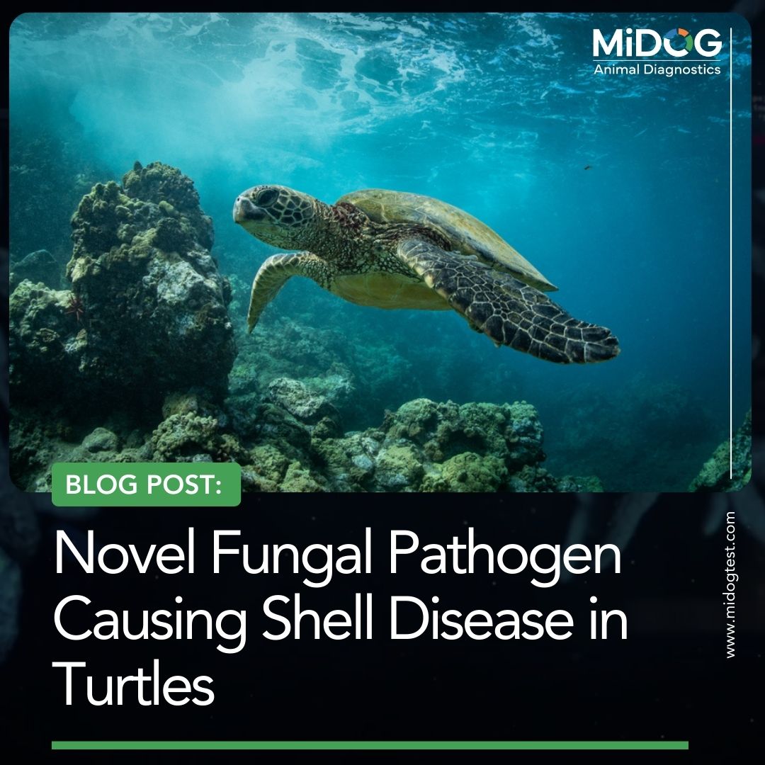 Novel Fungal Pathogen Causing Shell Disease in Turtles