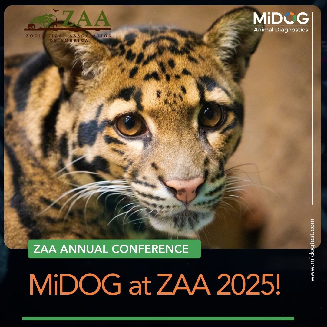MiDOG at ZAA 2025!