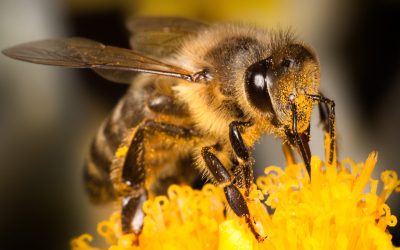Exploring the Microbiome of Bees: Unveiling the Crucial Nexus of Bee Health and Ecosystem Stability