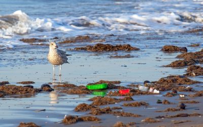 The Impact of Living Near Industrial Areas on Bird Microbial Health