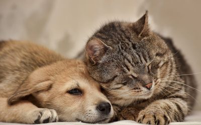 Exploring Canine and Feline Skin Microbiomes: Insights for Veterinary Practice