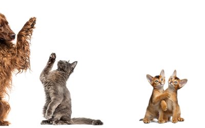 Disrupting Bacterial Communication to Stop Infections