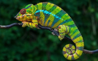 Three Bacterial Infections Your Chameleon May Hide From You
