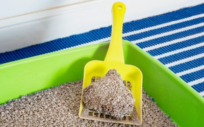 Feline Urinary Tract Infections: From Subclinical to Severe