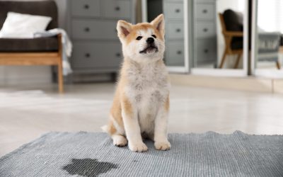 Dog Urinary Tract Infections: Advancements in Clinical Diagnostics