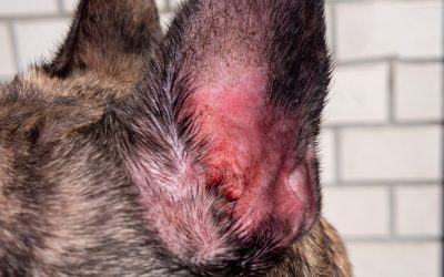 Otitis Externa: Understanding the Multifactorial Ear Disease