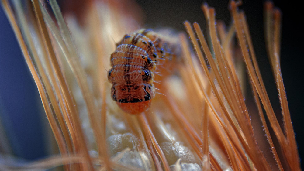 Close-up image of a parasite on animal tissue, representing MiDOG Expanded Testing for parasite detection and complex veterinary infectious disease cases.