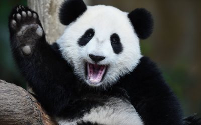 Exploring the Panda Gut Microbiome: Bacteria, Fungi, Protists, and Viruses Unveiled