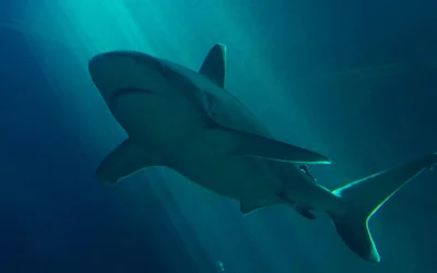 Lop-eared Rabbits: Floppy Ears and Infection Risk