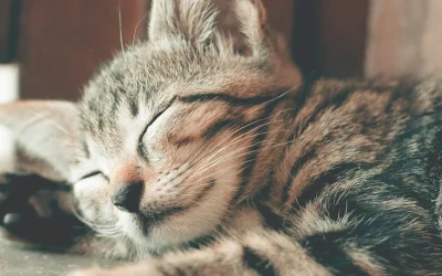 Diagnosing Feline Fungal Infections