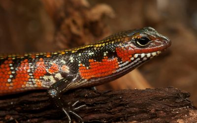 Advantages of Next-Generation DNA Sequencing as a Diagnostic Tool in Exotic Pet Medicine