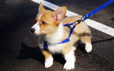 Don’t Let Salmonella Sink Your Dog’s Health!