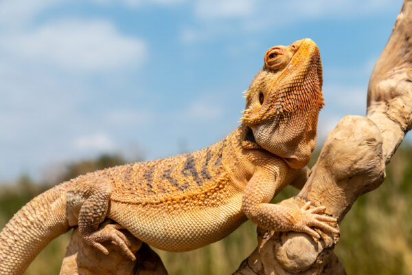 Orange bearded dragon perched on a branch outdoors, illustrating pneumonia and respiratory infections in bearded dragons.