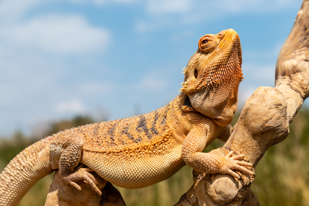 Bearded Dragons and Pneumonia: How To Identify Upper Respiratory Infections in My Reptile