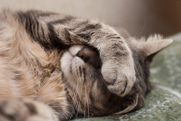 A close-up of a tabby cat lying down with one paw covering its face, illustrating how discomfort or illness in veterinary patients can be subtle and easy to miss.