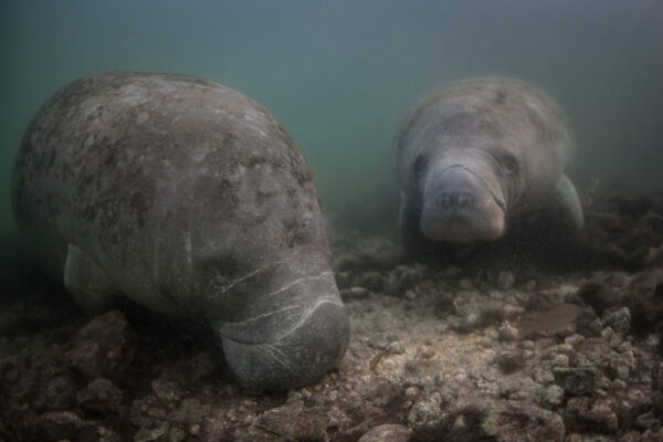 Two manatees underwater near a rocky bottom, used to illustrate MiDOG’s blog on Clostridium infections in manatees and the importance of toxin detection in distinguishing colonization from active