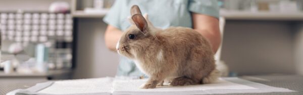Veterinarian examining a rabbit in a clinical setting for neurologic disease, supporting diagnostic evaluation of Encephalitozoon cuniculi using NGS testing