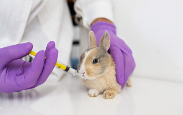 A veterinarian administering medication to a young rabbit during an ear infection exam, highlighting the importance of proper diagnosis and microbial testing in lop-eared rabbits.