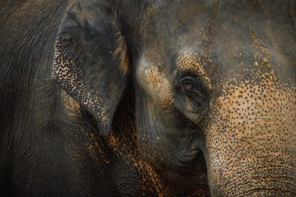 Close-up of an Asian elephant, representing IUCN-listed species whose veterinary care may benefit from broader microbial profiling and conservation medicine support.