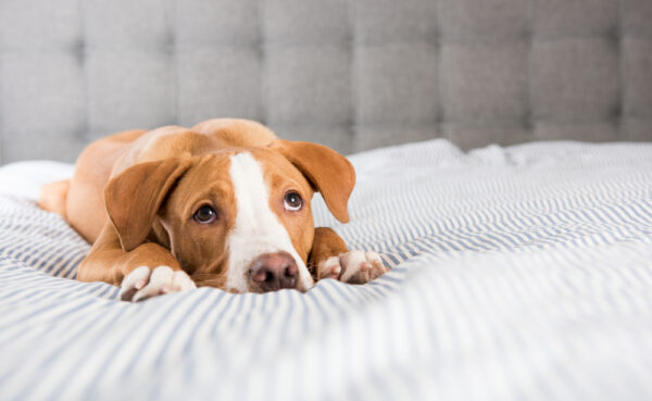 A brown and white dog lies quietly on a bed with its head resting low, illustrating a subdued posture that can reflect nonspecific signs of illness in canine patients.