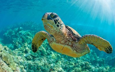 Understanding Eye Infections in Turtles: Pathogens, Challenges, and Solutions